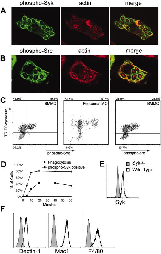 Figure 1. Src/Syk activation by zymosan. IFN-γ-primed bone marrow-derived macrophages were fed zymosan for 15 minutes in the presence of sodium orthovanadate and activation of Syk (A) and Src family (B) kinases was visualized by immunofluorescence microscopy using anti-phospho-Syk (Tyr519/520) and anti-phospho-Src (Tyr 416) antibodies, respectively. (C) Tyrosine phosphorylation of Syk (left panels) and Src family kinases (right panel) was measured by flow cytometry of bone marrow-derived (BMMO) or peritoneal macrophages (MO) stimulated as described with fluorescently labeled zymosan for 20 minutes. (D) Tyrosine phosphorylation of Syk was measured in IFN-γ-primed bone marrow-derived macrophages stimulated for the indicated times with zymosan. Phagocytosis was synchronized by centrifugation of zymosan particles onto the macrophages at 4°C, and then warming the cells to 37°C. (E) Syk expression was detected by intracellular staining and flow cytometry in IFN-γ-primed wild-type and Syk-/- bone marrow-derived macrophages. (F) Surface expression of Dectin-1, Mac-1 (CD11b), and F4/80 on IFN-γ-primed bone marrow-derived macrophages was measured by flow cytometry.
