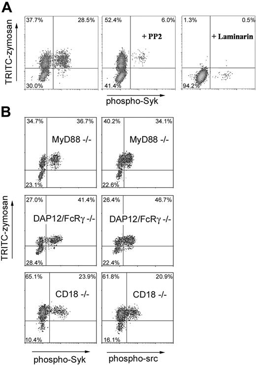 Figure 2. Requirements for zymosan activation of Src/Syk signaling. (A) Syk activation was assessed in IFN-γ-primed bone marrow-derived macrophages stimulated with zymosan in the presence of the Src kinase inhibitor, PP2 (25 μM), or the soluble β-glucan, laminarin (0.5 mg/mL). (B) Syk and Src activation was measured in IFN-γ-primed bone marrow-derived macrophages obtained from mice deficient in MyD88, DAP12/FcRγ chain, or CD18 as indicated.