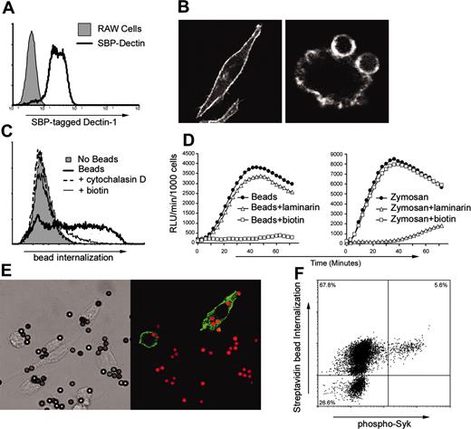 Figure 3. Dectin-1 signaling is sufficient to activate Syk in a subpopulation of macrophages. (A) Expression of SBP-tagged Dectin-1 in a stably transfected population of RAW264.7 macrophages was assessed by flow cytometry using an antibody to the epitope tag. (B) SBP-tagged Dectin-1 was localized by immunofluorescence microscopy in resting cells (left panel) or in cells fed streptavidin-coated beads (right panel). (C) RAW264.7 cells were incubated with streptavidin-coated beads in the presence of cytochalasin D (2.5 μM) or biotin (100 μM) as indicated, and internalization of the particles was measured by flow cytometry. (D) RAW264.7 cells expressing SBP-tagged Dectin-1 were incubated with streptavidin-coated beads (left panel) or zymosan (right panel) in the presence of laminarin (0.5 mg/mL) or biotin (100 μM) as indicated. ROS production was measured by luminol-enhanced chemiluminescence. (E) RAW264.7 cells expressing SBP-tagged Dectin-1 were stimulated with streptavidin-coated beads for 20 minutes in the presence of sodium orthovanadate, and activation of Syk was visualized by immunofluorescence microscopy as in Figure 1. (F) Activation of Syk in RAW264.7 cells expressing SBP-tagged Dectin-1 and stimulated with streptavidin-coated beads was assessed by flow cytometry.