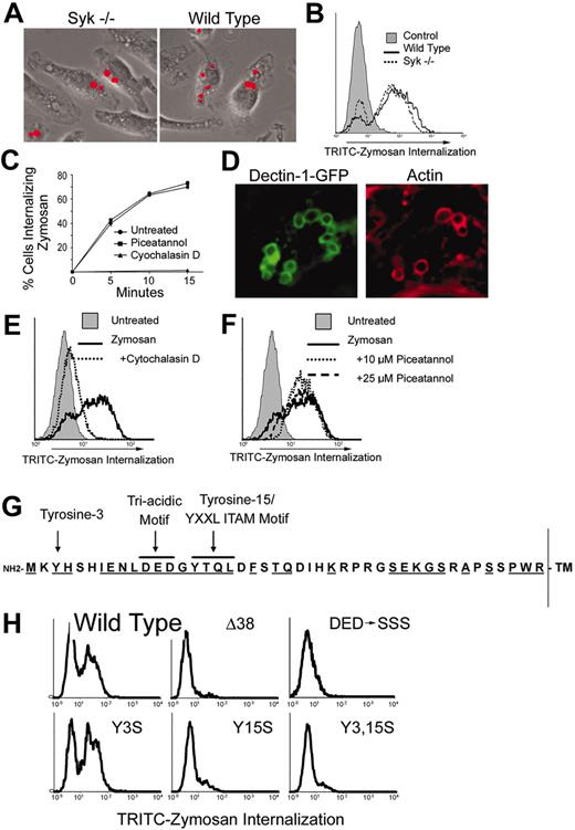 Figure 4. Syk is not required for phagocytosis of zymosan. Wild-type and Syk-/- bone marrow-derived macrophages were cultured with fluorescently labeled zymosan for 15 minutes. Phagocytosis of zymosan was detected microscopically (A) and quantified by flow cytometry (B). (C) Bone marrow-derived macrophages were cultured with fluorescently labeled zymosan for the indicated times in the presence or absence of the Syk inhibitor piceatannol (25 μM) or the actin-disrupting agent cytochalasin D (2.5 μM). Phagocytosis was measured by flow cytometry, and the percentage of cells ingesting particles is shown. (D) HEK293 cells expressing GFP-tagged Dectin-1 were cultured with zymosan particles for 15 minutes, and Dectin-1 and actin were detected by immunofluorescence microscopy. (E) GFP/Dectin-expressing HEK293 cells were cultured with fluorescently labeled zymosan for 30 minutes in the presence or absence of cytochalasin D (E) or piceatannol (F), and internalization was measured by flow cytometry. (G) The cytoplasmic tail of murine Dectin-1 is depicted showing the 2 tyrosine residues and the triacidic motif. Residues that are conserved between mouse and human Dectin-1 are underlined. (H) HEK293 cells were transiently transfected with GFP-tagged Dectin-1 (wild type and the indicated mutants). The cells were cultured with fluorescently labeled zymosan, and internalization was measured by flow cytometry. The data are gated on GFP+ (Dectin-1-expressing) cells.