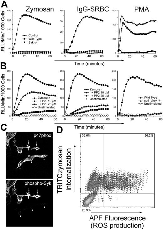 Figure 5. Syk is required for zymosan-induced ROS production. (A) IFN-γ-primed wild-type or Syk-/- bone marrow-derived macrophages were stimulated with zymosan, IgG-opsonized sheep red blood cells (SRBCs), or phorbol myristate acetate (PMA) as indicated, and generation of reactive oxygen was measured by enhanced chemiluminescence. (B) IFN-γ-primed wild-type or gp91phox-/- bone marrow-derived macrophages were stimulated with zymosan in the presence or absence of the Syk inhibitor, piceatannol (Pic), or the Src family kinase inhibitor, PP2, and generation of reactive oxygen was measured. (C) IFN-γ-primed bone marrow-derived macrophages were fed zymosan for 15 minutes, and translocation of p47phox to phagosome membranes and Syk phosphorylation was observed by immunofluorescence microscopy. (D) RAW264.7 macrophages expressing SBP-tagged Dectin-1 were stimulated with fluorescently labeled zymosan for 1 hour, and ROS production was detected by flow cytometry using APF.
