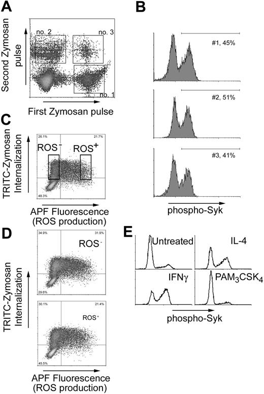 Figure 6. The ability of Dectin-1 to activate Syk and ROS production is a transient property of a macrophage. (A) IFN-γ-primed bone marrow-derived macrophages were stimulated for 20 minutes with TRITC-labeled zymosan (first zymosan pulse), washed, and then stimulated with a second round of R-PE-labeled zymosan for an additional 207 minutes (second zymosan pulse). Populations of cells internalizing zymosan in the first, second, and both periods were identified by flow cytometry. (B) Syk activation was measured in cells using the gates indicated in panel A. (C) RAW264.7 cells expressing SBP-tagged Dectin-1 were stimulated with TRITC-zymosan for 1 hour, and ROS production was measured by flow cytometry usingAPF. Cells internalizing zymosan but not activating ROS production (ROS-) and cells in which ROS production was activated (ROS+) were sorted and expanded for 5 days in culture. (D) The sorted cells from panel C were restimulated with TRITC-zymosan and ROS production was again measured by flow cytometry. (E) Bone marrow-derived macrophages were treated overnight with IFN-γ (25 U/mL), IL-4 (20 ng/mL), or PAM3CSK4 (100 ng/mL) as indicated, and zymosan-induced activation of Syk was measured by flow cytometry. Data are gated on cells that had eaten zymosan.