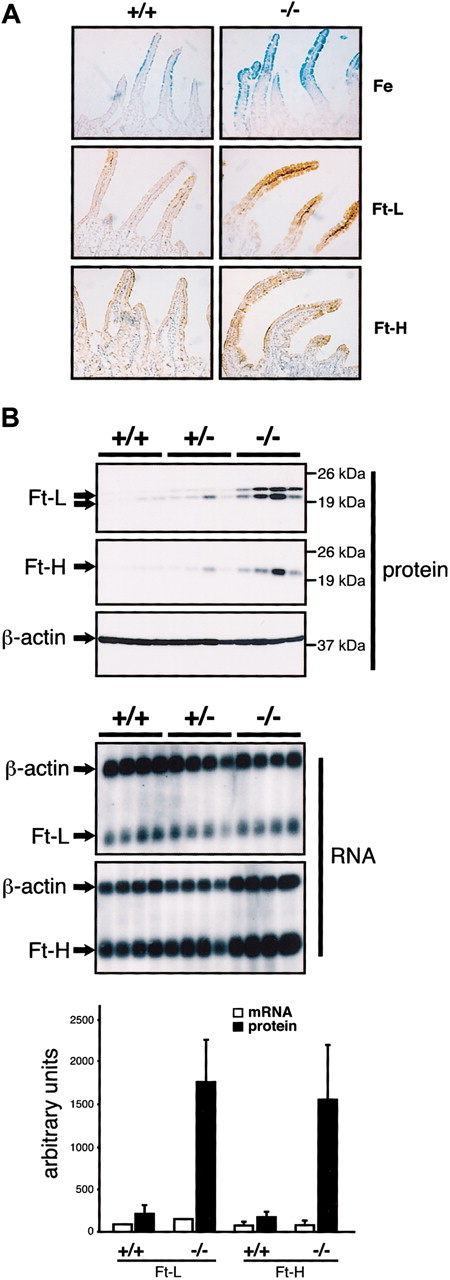 Figure 1. Iron accumulation and increased ferritin expression in the duodenum of IRP2-deficient mice. (A) The proximal part of the duodenum from 10-week +/+ and -/- males was analyzed by Prussian blue staining (top panels) or by immunostaining with anti-ferritin L-chain (middle panels) or anti-ferritin H-chain antibodies (bottom panels). Prussian blue coloration was counterstained with Nuclear Fast Red and ferritin immunostaining with hematoxylin. Pictures were acquired on a Axiophot microscope (Zeiss, Jena, Germany) with a × 20 objective. (B) Expression of ferritin H- and ferritin L-chains in groups of 4 +/+, +/-, and -/- 10-week-old males. Total protein (40 μg) was resolved by sodium dodecyl sulfate-polyacrylamide gel electrophoresis (SDS-PAGE) and subjected to Western blot analysis (top panels). Ferritin H- and L-chain mRNA levels were analyzed by Northern blotting using 10 μg total RNA from the same mice (bottom panels) and β-actin mRNA as a standard. Western blot and Northern blot signals were quantified and are presented as a histogram (bottom) after normalization for β-actin expression. Error bars indicate standard deviation. In Western blots, the ferritin L-subunit resolves into 2 bands, the bottom one corresponding to a cleavage product. Both bands were taken into account for quantification. IRP2 expression was below the detection limit.