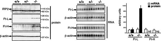 Figure 3. Posttranscriptional increase in ferritin expression in the liver of IRP2-deficient mice. Expression of ferritin H- and L-subunits was analyzed in groups of 4 +/+, +/-, and -/- mice by Western (top panels) and Northern (bottom panels) blotting using β-actin as a standard. IRP2 expression is also shown; a nonspecific band is indicated with an asterisk. The Western blot and Northern blot signals were quantified and results are presented in a histogram (bottom) after normalization for β-actin. Error bars indicate standard deviation. Ferritin H-chain was below the detection limit in wild-type mice (nd) and was not quantified in Irp2-/- mice (nq) because of background interference. These figures are representative of data obtained with 3 independent lots of mice (including 4 +/+ and 4 -/- animals each).