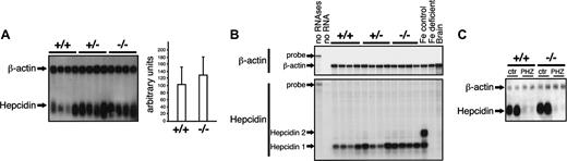 Figure 4. Unchanged hepcidin mRNA expression in the liver of IRP2-deficient mice. (A) Expression of hepcidin was analyzed in groups of 4 +/+, +/-, and -/- mice by Northern blotting using β-actin as a standard. The histogram shows quantification of the hepcidin signals (normalized for β-actin) from the analysis of 3 independent lots of mice comprising 4 animals in each group. Error bars indicate standard deviation. (B) Hepcidin 1 and hepcidin 2 mRNA levels were assayed by RNase protection. Total RNA (10 μg) was cohybridized with the hepcidin probe together with a β-actin probe as an input control. The signals corresponding to full-length probes (hepcidin: 125 nt, β-actin: 334 nt), to β-actin (250 nt), and to the hepcidin 1 (40 nt) and hepcidin 2 (54 nt) mRNAs are indicated by arrows. Total RNA from control versus iron-deficient mice was used as a positive control for regulation of hepcidin expression. (C) Hepcidin mRNA levels were assayed by Northern blotting in mice injected with phenylhydrazine (PHZ) or a saline as a control (ctr), in wild-type versus IRP2-mutant mice. β-Actin was used as a standard.