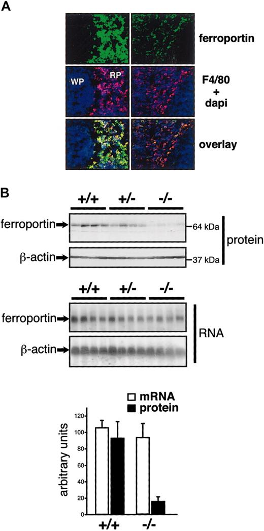 Figure 6. Reduced ferroportin expression in the spleen of IRP2-deficient mice. (A) Ferroportin expression was analyzed by fluorescent immunostaining on spleen sections. The red pulp (RP) and the white pulp (WP) are indicated. Macrophages of the red pulp were revealed with an anti-F4/80 antibody. Nuclei were stained with Dapi. Pictures were acquired using a wide field Axiovert 200M microscope and a × 25 immersion objective from Zeiss. (B) Ferroportin expression was analyzed in groups of 4 +/+, +/-, and -/- mice by Western (top panels) and Northern (bottom panels) blotting. The histogram depicts the levels of ferroportin expression after normalization for β-actin. Error bars indicate standard deviation. These figures are representative of data obtained with 3 independent lots of mice (including 4 +/+ and 4 -/- animals each).