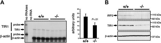 Figure 7. Reduced TfR1 expression in the bone marrow of IRP2-deficient mice. (A) TfR1 mRNA levels in the bone marrow were assayed by RNase protection in groups of 4 wild-type versus 4 Irp2-/- mice. β-Actin was used as a standard. The bands corresponding to full-length probes (TfR1: 490 nt, β-actin: 276 nt) and to the β-actin (250 nt) and TfR1 (371 nt) mRNAs are indicated by arrows. The signals were quantified using a phosphorimager. The histogram represents the levels of TfR1 mRNA after normalization for β-actin expression. Error bars indicate standard deviation. TfR1 mRNA levels are significantly reduced in mutant mice compared with wild-type mice (Student St test). (B) TfR1 protein levels (middle panel) were analyzed in 4 wild-type versus 4 Irp2-/- mice (top panel) by Western blotting using β-actin as a standard (bottom panel).