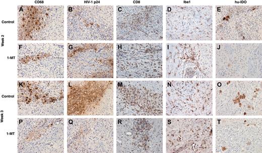 Figure 4. Neuroinflammatory responses in control and 1-MT-treated hu-PBL-NOD/SCID HIVE mice. Relationship between human macrophages (CD68), HIV p24 human lymphocytes (CD8), mouse microglial (Iba1), and human IDO (hu-IDO) expression are shown in weeks 2 and 3 after intracerebral injection of HIV-1-infected MDMs. Equal number of CD68+ and HIV-1 p24+ MDMs were found in the brains of control and 1-MT mice at week 2 (A,F, and B,G). Higher numbers of CD8+ lymphocytes were found in 1-MT versus control animals at this time point (H,C). Prominent decrease of MDMs (K and P) and especially HIV-1 p24+ MDMs (Q) were detected in 1-MT as compared with control mice at week 3 (L). Microglial reaction (detected by Iba1 staining) was not different between 2 groups at week 2 (D,I) or week 3 (N,S). Primary Abs were detected by Vectastain Elite Kit with DAB as a substrate. Original magnification of panels K-T: × 200.