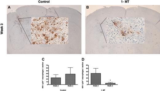 Figure 5. Elimination of HIV-1-infected MDMs from brains of 1-MT-treated hu-PBL-NOD/SCID HIVE mice. 1-MT-treated mice (B) contained fewer HIV-1 p24+ MDMs as compared with controls (A). HIV-1 p24+ cells were counted in brain tissue sections of control (C) and 1-MT-treated (D) at weeks 2 and 3 after intracerebral inoculation of HIV-1-infected MDMs. *P < .05 (1-MT versus vehicle control). Original magnification for panels A and B: × 10 (insets: × 200). Error bars indicate SEM.