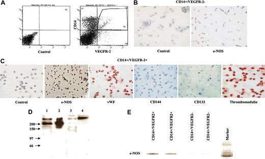 Figure 1. Characterization of CD14+/VEGFR-2+ and CD14+/VEGFR-2- cells. (A) Flow cytometry sorting of CD14+/VEGFR-2+ and CD14+/VEGFR-2- from PBMCs depleted of T lymphocytes. (B) CD14+/VEGFR-2- cells did not express e-NOS. (C) CD14+/VEGFR-2+ cells expressed several endothelial-specific markers such as e-NOS (black), VWF (red), and thrombomodulin (red), and some cells expressed CD133 (red) but not CD144. Cells were counterstained with hematoxylin. Magnification, 40 ×. (D) Western blotting of the lysates from CD14+/VEGFR-2+ cells with antibodies to VEGFR-2 gave the expected bands of approximately 200 kDa (lanes 1-2), whereas CD14+/VEGFR-2- cells (lane 3) and the control secondary antibody did not (lane 4). (E) mRNA expression for e-NOS was detected strongly in CD14+/VEGFR-2+ cells and weakly in CD14+/VEGFR-2- cells. N indicates nucleus.
