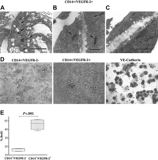 Figure 2. In vitro morphologic characterization of CD14+/VEGFR-2+ and CD14+/VEGFR-2- cells. (A) Transmission electron micrographs illustrate that CD14+/VEGFR-2+ cells demonstrated the presence of tight junctions typical for endothelial cells (arrows; bar = 2 μm) and (B) Weibel-Palade bodies (arrow; bar = 0.5 μm) and (C) produced basement membrane (M; bar = 1μm). (D) CD14+/VEGFR-2- cells in culture did not form colonies, whereas the CD14+/VEGFR-2+ cells formed colonies initially consisting of rounded cells that, after 1 week, grew out as single elongated cells. After 1 week in culture, only the CD14+/VEGFR-2+ cells expressed VE-cadherin (black surface staining). (E) Significantly higher numbers of CD14+/VEGFR-2+ cells were BrdU+ compared with CD14+/VEGFR-2- cells.
