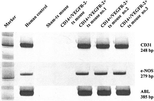 Figure 6. In vivo engraftment and functional capacity of CD14+/VEGFR-2+ and CD14+/VEGFR-2- cells. (A) Transcription of human endothelial-specific genes in the mouse artery. Human CD31 and e-NOS were detected in balloon-injured mouse femoral arteries that received human CD14+/VEGFR-2+cells but not in mice that underwent sham transplantation or that received CD14+/VEGFR-2 cells. ABL was used as the housekeeping gene.