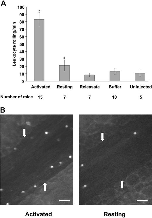 Figure 2. Leukocyte rolling in mesenteric venules 4 hours after platelet infusion. (A) The number of leukocytes rolling per minute was determined by phase-contrast intravital microscopy. Infusion of resting platelets, platelet releasate, or buffer did not induce increased leukocyte rolling as compared with uninjected controls. Infusion of activated platelets induced significantly increased leukocyte rolling compared to infusion of resting platelets (*P < .001). Average ± SEM is shown. (B) Leukocyte rolling observed by fluorescence intravital microscopy on infusion of activated (left) or resting platelets (right). Rhodamine 6G was infused to label the leukocytes. Arrows point to the vessel wall. Bar = 50 μm.