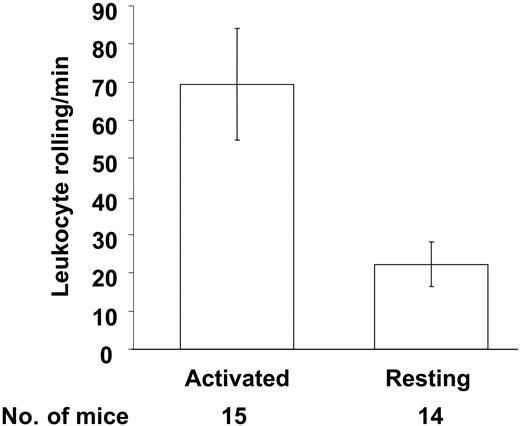 Figure 3. Leukocyte rolling in mesenteric venules 4 hours after infusion of CD40L-/- platelets. The number of leukocytes rolling per minute was determined by phase-contrast intravital microscopy. Infusion of activated CD40L-/- platelets induced increased leukocyte rolling compared with resting platelets indicating that platelet CD40L is not activating the endothelium (P < .01). Average ± SEM is shown.