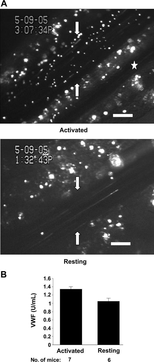 Figure 5. Weibel-Palade–body secretion induced by infusion of activated platelets. (A) In vivo P-selectin expression in mesenteric venules. Fluorescent microspheres (1 μm) coupled to anti–P-selectin antibody were infused in mice given injections with activated or resting platelets 4 hours prior to intravital microscopy. Arrows point to the venule wall. Many microspheres were observed binding to mesenteric venules of a mouse preinfused with activated platelets (left) compared to venules of a mouse given an infusion of resting platelets (right). No microspheres decorated the arterioles (☆). Bar = 100 μm. Representative images are shown. (B) Plasma VWF levels after infusion of VWF-/- platelets. Plasma VWF was determined using ELISA 4 hours after infusion of activated or resting VWF-/- platelets in WT mice. VWF level of a pool of plasma of WT mice was defined as 1 U/mL. There was a significant increase in circulating VWF after infusion of activated platelets as compared to resting platelets (P < .02). Average ± SEM is shown.