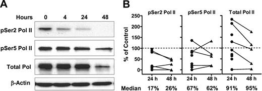 Figure 2. Flavopiridol inhibits the phosphorylation of RNA polymerase II CTD. CLL lymphocytes were incubated with 3 μM flavopiridol for 24 or 48 hours. The phosphorylation of RNA polymerase II was analyzed by immunoblotting, using antibodies towards the phosphorylated Ser2 or Ser5 sites of the CTD, as well as total RNA polymerase II. (A) Representative blot from patient no. 7. (B) Action of flavopiridol on the phosphorylation status of RNA polymerase II. The immunoblots were quantified by densitometry. Levels of phosphorylation were normalized to the loading control β-actin, and then expressed as percentage of controls incubated with DMSO. Five CLL samples were incubated with 3 μM flavopiridol for 48 hours as well, and 4 samples incubated with flavopiridol for 24 hours only are shown. • indicates 24 hours; ▴, 48 hours.