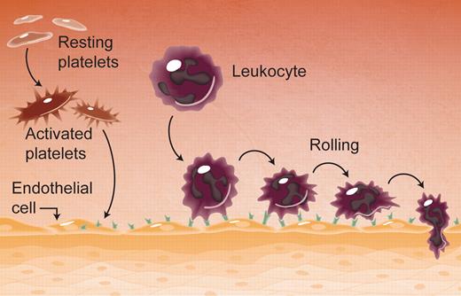 Activated platelets trigger endothelial exocytosis, externalizing P-selectin, which mediates leukocyte rolling. Illustration by A. Y. Chen.