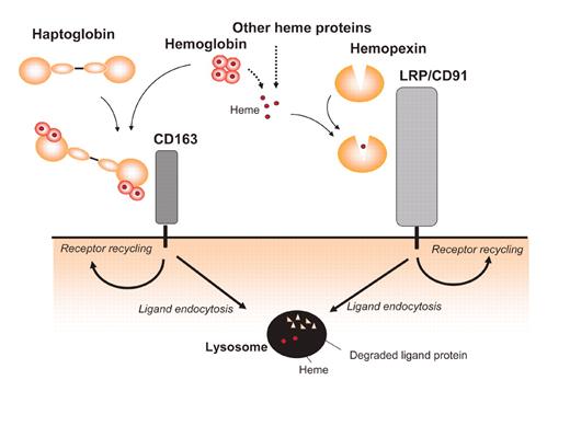 Overview of the receptor pathways for endocytosis of extracellular heme and hemoglobin in complex with hemopexin and haptoglobin, respectively. See the complete figure in the article beginning on page 2572.