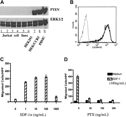 Figure 1. PTEN-null Jurkat T cells exhibited potent chemotactic response to SDF-1α. (A) Jurkat cells were PTEN deficient. Lanes 1 to 6 contained lysates of wild-type Jurkat cells obtained from the laboratories of Drs Ji-Ming Wang, William L. Farrar, and Daniel W. McVicar, as well as our lab (all at NCI-Frederick, Frederick, MD), respectively, and the Tet-on and Tet-off Jurkat T-cell lines purchased from Clontech (Palo Alto, CA). Lanes 7 to 9 showed the lysates of HEK293 cells and PBMCs, used as positive controls. Cultured cells were lysed and electrophoresed on an SDS–polyacrylamide gel electrophoresis (PAGE) gel, transferred to nitrocellulose membranes, and probed with anti-PTEN or anti-ERK1/2 as a loading control. (B) Jurkat cells express CXCR4. The surface expression of chemokine receptor CXCR4 in Jurkat cells was measured by flow cytometry. Cells were stained with anti-hCXCR4 (solid line) or isotype-matched human IgG2a as a negative control (dotted line). (C) Jurkat cells exhibit dose-dependent chemotactic responses to SDF-1α. Chemotaxis was performed using 48-well chemotaxis chambers as described in “Materials and methods.” Different concentrations (0-1000 ng/mL) of SDF-1α were used for chemotaxis. (D) SDF-1α–induced chemotaxis of Jurkat cells was PTX sensitive. Jurkat cells were pretreated with different doses of PTX for 30 minutes at room temperature (RT) and chemotaxis assay was carried out as described in “Materials and methods”. All the results in this figure were representative of at least 3 independent experiments. (C-D) Data shown are means ± SD.
