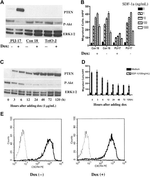 Figure 2. Reconstitution of PTEN in Jurkat cells down-regulated CXCR4-mediated chemotaxis. (A) Doxycycline (dox) induced PTEN expression in PIJ-17 but not in Col-18 or Tet-on Jurkat cells. PIJ-17, Con-18, and Tet-on Jurkat cells were treated with 1 μg/mL dox for 48 hours and the expression of PTEN (top panel) and Ser473-phosphorylated AKT (middle panel) was measured by Western blotting. The samples were also blotted with anti-ERK1/2 as loading control (bottom panel). (B) Expression of PTEN down-regulated SDF-1α–mediated chemotaxis. PIJ-17 and Con-18 Jurkat cells were cultured with or without the presence of dox (1 μg/mL) for 48 hours and chemotaxis was carried out as in Figure 1. The results were representative of at least 5 independent experiments. Data shown are means ± SD. (C-D) Time course of PTEN expression under dox induction and its effects on chemotaxis. PIJ-17 Jurkat cells were treated with 1 μg/mL dox for the indicated periods of time, and the levels of PTEN and Ser473-phosphorylated AKT were detected by Western blotting (C). The same cells were also assayed for chemotactic responses (D). Data shown are means ± SD. The results were representative of 3 independent experiments. (E) PTEN expression had no effects on CXCR4 surface expression. PIJ-17 Jurkat T cells were cultured with or without dox (1 μg/mL) for 48 hours and CXCR4 expression were detected by flow cytometry. The results were representative of 2 independent experiments. The histograms show cell-surface staining with anti-hCXCR4 (solid line) or isotype-matched human IgG2a (dashed line).