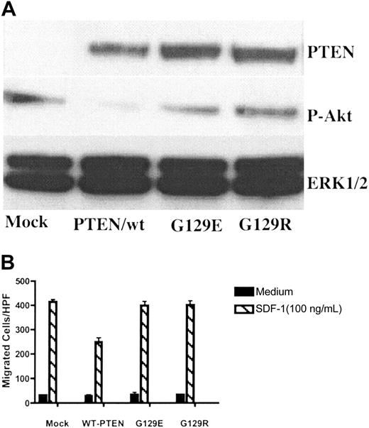 Figure 3. The lipid phosphatase activity was essential for PTEN's role as a negative regulator of chemotaxis. Tet-on Jurkat cells were transiently transfected with Tet-inducible vectors expressing PTEN/wt, PTEN/G129E, PTEN/G129R, or a mock vector. After 6 hours, dox (1 μg/mL) was added to the culture medium. Cells were cultured for an additional 48 hours and then harvested for Western blotting (A) and chemotaxis (B). The results were representative of 3 independent experiments. Data shown are means ± SD.