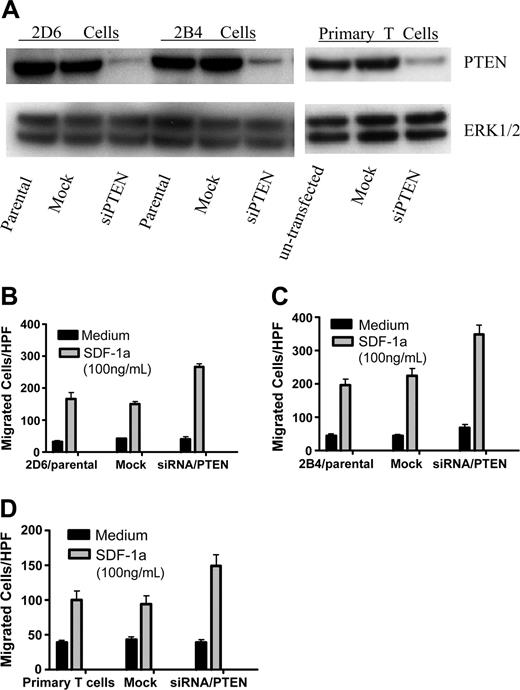 Figure 6. Inhibition of PTEN expression by vector-based siRNA enhanced SDF-1α–induced chemotaxis of T cells. (A) Western blotting confirmed down-regulation of PTEN expression in siRNA/PTEN-transfected cells. The nontransfected cells and the cells transfected with siRNA/PTEN constructs or mock vectors (stable transfection for 2D6 and 2B4 T-cell lines and transient transfection for primary T cells) were lysed and PTEN protein expression detected by Western blotting as described in “Materials and methods”. The samples were also blotted with anti-ERK1/2 as loading control (bottom panel). The results were representative of 3 independent experiments for T-cell lines and 2 independent experiments for primary T cells. (B-D) CXCR4-mediated chemotaxis of 2D6 T cells (B), 2B4 T cells (C), and primary CD4 T cells (D) was enhanced by inhibition of PTEN expression. The chemotaxis assays were performed as described in “Materials and methods.” The results were representative of 3 independent experiments for T-cell lines and 2 independent experiments for primary T cells. Data shown are means ± SD.