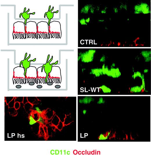 Figure 3. Lactobacillus plantarum induces the translocation of MoDCs across the epithelial monolayer. MoDCs were seeded on the upper face of transwell filters facing the basolateral membrane of Caco-2 cells (see schematics on the left). Bacteria were seeded apically. Transwell filters were fixed 2 hours after addition of L plantarum (LP) or S typhimurium (SL-WT) or medium (CTRL) and were processed for laser confocal microscopy analysis. Green stains DCs (CD11c); red stains occludin of tight junctions. Right panels: Z sections of the filters, left panel: horizontal section (hs) of the apical face of the filter illustrated on the right showing DC dendrites in close contact with epithelial occludin. For each situation, 1 of 6 transwells is shown.