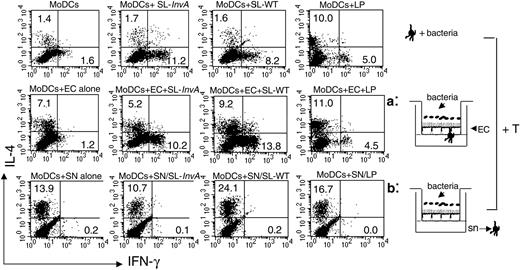 Figure 6. Directly activated MoDCs induce both Th1 and Th2 responses, regardless of the invasiveness of bacteria, whereas indirectly activated MoDCs induce only Th2 responses. Intracellular cytokine staining for IFN-γ and IL-4 of naive CD4+ allogeneic T cells incubated for 5 days with MoDCs, either nonconditioned and then incubated with bacteria (medium conditioned, top row), or treated as in situation a (middle row) or b (bottom row). Bacteria used: L plantarum LP, invasive SL-WT, and noninvasive SL-InvA. This is representative of 4 independent experiments. Numbers indicate the percentage of positive cells per quadrant. SN and sn indicate supernatant.