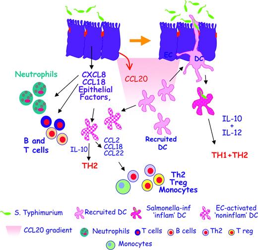 Figure 7. The cross talk between ECs and DCs helps maintain gut immune homeostasis. In the initial phases of infection, Salmonella typhimurium induces ECs to release proinflammatory chemokines like IL-8 (CXCL8) and PARC (CCL18), which attract neutrophils, granulocytes, and B and T cells that generate an inflamed site. Salmonella also induces the release of MIP-3α (CCL20), which recruits CCR6-expressing immature DCs. Newly recruited DCs creep between activated ECs, directly contact the bacteria, and release both IL-10 and IL-12, thus promoting Th1 and Th2 responses. This allows the establishment of protective anti-Salmonella responses. EC-derived factors can also activate “bystander” DCs that have not been in direct contact with the bacteria. DCs activated in this way are noninflammatory as they release IL-10 but not IL-12, and drive only Th2 T cells. Moreover, noninflammatory DCs release MCP-1 (CCL2), PARC (CCL18), and MDC (CCL22), thus recruiting monocytes, Th2, and T regulatory cells.