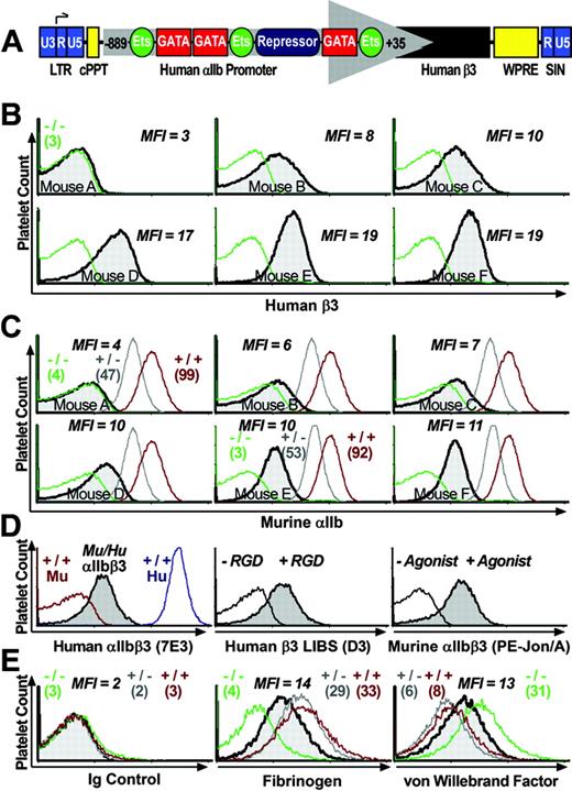 Figure 1. Expression of a functional, hybrid murine αIIb-human β3 integrin complex. (A) Schematic diagram of lentivirus vector β3-WPTS. The enhancer/promoter of the viral 3′-long terminal repeat (LTR) was removed to allow the vector to self-inactivate (SIN), and the human ITGA2B gene promoter (nucleotides –889 to +35) was used to direct megakaryocyte-specific synthesis of human β3 in mice. The promoter binds GATA and Ets for high-level gene transcription in megakaryocytes, and there is also a repressor region that inhibits gene expression in other lineages. The woodchuck hepatitis virus postregulatory element (WPRE) and the central polypurine tract (cPPT) were used to enhance the efficiency of transgene expression. (B) β3-WPTS–transduced bone marrow was transplanted into β3–/– mice (as described in “Materials and methods”). Flow cytometric histograms of murine platelets isolated from circulating whole blood of transplant recipients A to F showed that 5 mice exhibited significant levels of β3 on their platelet surface (shaded peak) compared with MFI levels for platelets from a β3–/– control (overlay histogram) using a PE-conjugated antibody to human β3. (C) Flow cytometric analysis detected integrin αIIb on the surface of platelets from recipients A to F with an FITC-conjugated antibody to murine αIIb. Histograms showed that mice B to F expressed αIIb on platelets (shaded peak) at intermediate MFI levels compared with the levels (in parentheses) on platelets from β3–/–, β3+/–, and β3+/+ controls. (D, left) Flow cytometric analysis revealed that Alexa 488–conjugated antibody (7E3) specific for human β3 in complex with αIIb or αv reacted positively with platelets from a β3–/– mouse expressing human β3 in complex with murine αIIb (shaded peak) in comparison with murine β3+/+ platelets serving as a negative control and human β3+/+ platelets used as a positive control. (Middle) Platelets from the mouse in the left panel were used to show that a fibrinogen mimetic peptide containing Arg-Gly-Asp (+RGD) could induce murine platelets expressing human β3 (shaded peak) to bind a monoclonal antibody (D3) (plus PE-F(ab′)2 goat anti–murine IgG Fc secondary antibody) that recognizes a ligand induced binding site (LIBS) exposed only on the high-affinity conformation of human β3. The platelets failed to bind D3 in the absence of RGD peptide (–RGD). (Right) Histogram demonstrating that an antibody (PE-Jon/A) specific for the high-affinity conformation of murine αIIbβ3 reacted positively with platelets expressing human β3 from the mouse described in the left and middle panels (shaded peak) following treatment with a cocktail of physiologic agonist of platelet activation (ADP, epinephrine, PAR4). Quiescent platelets were not recognized by PE-Jon/A in the absence of agonist (–Agonist). Results shown were observed in at least 2 separate experiments analyzing platelets from 3 separate mice that expressed human β3 at similar MFI levels. (E) Platelets from the mouse described in panel D were fixed and permeabilized to perform quantitative analysis with rabbit polyclonal antibodies to detect the intracellular storage of major ligands for αIIbβ3, fibrinogen, and VWF. (Left) Histogram shows that a nonreactive Alexa 647 rabbit polyclonal antibody did not react with murine platelets expressing human β3 (shaded peak) nor did it stain platelets from β3–/–, β3+/–, and β3+/+ controls. A nonreactive FITC-Ig showed identical results (not shown). (Middle, right) Histograms reveal that an FITC-antibody to fibrinogen (middle) and an Alexa 647–antibody to VWF (right) recognized platelets from the mouse expressing human β3 (shaded peak) at intermediate MFI levels compared with the level (in parentheses) in platelets from β3–/–, β3+/–, and β3+/+ controls. Results shown were observed in at least 2 separate experiments analyzing platelets from 3 separate mice that expressed human β3 at similar MFI levels.
