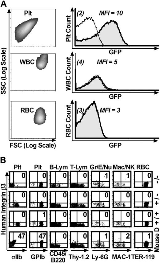 Figure 2. The human αIIb gene promoter confined transgene expression to platelets. (A) The human αIIb promoter confined expression of a GFP reporter gene within the platelet lineage. Entities exhibiting the forward (FSC) and side (SSC) scattering properties of platelets (Plt), white blood cells (WBC), and red blood cells (RBC) isolated from circulating whole blood of a β3+/+ mouse that received a transplant of –889GFPII-transduced bone marrow (column 1, density plot) were used to construct flow cytometric histograms comparing untransduced and GFP-transduced lineages (column 2). The transplant recipient showed significant levels of GFP in platelets (row 1, column 2, shaded peak) compared with the MFI for platelets from a β3+/+ control that did not receive a bone marrow transplant (open overlay histogram). In contrast, GFP was not detected above background levels within the WBCs or RBCs of the mouse that underwent transplantation. The result shown is representative of the outcome from analysis of peripheral blood collected from one mouse on 5 separate occasions. (B) Two-color flow cytometric analysis showed that the human αIIb promoter targeted expression of human β3 to platelets. A panel of antibodies that react with surface markers (x-axis, bottom) of specific murine cell lineages (x-axis, top) was used in conjunction with an antibody to human β3 (y-axis). The percentage of cells coexpressing both markers is indicated in each density plot (top right quadrant). Human β3 was not detected in cells from β3–/–, β3+/–, and β3+/+ controls (rows 1-3), while mouse D had significant levels of β3 detectable only in platelets (row 4). Plt indicates platelet; B-Lym, B lymphocyte; T-Lym, T lymphocyte; Gr/E/Nu, granulocyte/eosinophil/neutrophil; Mac/NK, macrophage/natural killer cell; and RBC, red blood cell. The result shown is representative of the outcome observed in 4 experiments that analyzed peripheral blood collected from 2 mice on 2 separate occasions.