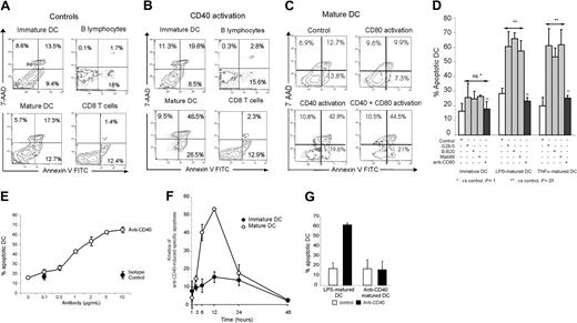 Figure 2. Effect of CD40 activation on DC apoptosis. Cells were activated for 6 hours with the indicated mAbs or isotype controls, before annexin V FITC and 7-AAD staining and flow cytometry. This staining distinguishes between viable (7-AAD-/annexin V-), early apoptotic (annexin V+/7-AADdim), and late apoptotic (annexin V+/7-AAD+) DCs. (A-B) Apoptotic effect of the isotype control (A) or anti-CD40 clone B-B20 (B) on immature/LPS-matured DCs, B lymphocytes, and CD8+ T cells. Similar results were obtained in 10 independent experiments. (C) Effect of anti-CD40 (clone B-B20) and anti-CD80 antibodies on LPS-matured DC apoptosis. Similar results were obtained in 4 independent experiments. Numbers in the quadrants indicate the percentages of positive cells. (D) Effect of agonistic anti-CD40 (clones BB20, G28-5, and mAb89; gray bars), agonistic anti-CD80 (black bars), and isotype control (white bars) on apoptosis of immature, LPS-matured, or TNF-α-matured DCs. The percentage of apoptotic cells represents the sum of early and late apoptotic cells. Results are the means ± SEM of 4 independent experiments. (E) LPS-matured DCs were treated for 6 hours with increasing concentrations of anti-CD40 (B-B20) or the isotype control before staining with annexin V FITC and 7-AAD. Results are the means ± SEM of 3 independent experiments. (F) Immature and LPS-matured DCs were treated with 5 μg/mL anti-CD40 (B-B20) or the isotype control and were stained at various times with annexin V FITC and 7-AAD. Ten thousand events were acquired in the FS/SS gate. Results are expressed as anti-CD40-induced specific apoptosis (% apoptotic DCs following treatment with anti-CD40) - (% apoptotic DCs following treatment with the isotype control). DCs undergo apoptosis and form apoptotic bodies that are no longer detected in the FS/SS gate. This explains the fall in the percentage of apoptotic cells after 12 hours of activation. Results are means ± SEM of 5 independent experiments. (G) DCs were matured with LPS (1 μg/mL) or anti-CD40 B-B20 (5 μg/mL) for 24 hours, then activated for 6 hours with B-B20 or isotype control (5 μg/mL) and stained with annexin V FITC and 7-AAD. Results represent the mean ± SEM of 3 independent experiments.