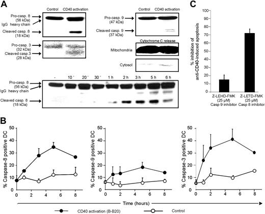 Figure 3. Caspase activation following CD40 activation of mature DCs. (A) Mature DCs were activated for 4 hours with 5 μg/mL anti-CD40 (B-B20) or isotype control before cell lysis. Western blot was performed on protein extracts with anti-caspase-8, anti-caspase-9, and anti-caspase-3. Furthermore, caspase-8 activation was analyzed at various times. For cytochrome c release experiments, cytosolic and mitochondrial extracts were prepared (see “Materials and methods”) from mature DCs activated as described. Western blot was performed on protein extracts with anti-cytochrome c antibody. Similar results were obtained in 2 other independent experiments. (B) DCs were activated for the indicated times with agonistic anti-CD40 (B-B20) or isotype control. A fluorescent caspase inhibitor peptide was added 1 hour before flow cytometry. These results are the mean ± SEM of 3 independent experiments. (C) DCs were preincubated for 2 hours with Z-LEHD-FMK (caspase-9 inhibitor) or Z-IETD-FMK (caspase-8 inhibitor), then treated for 6 hours with anti-CD40 (B-B20) or isotype control before analyzing apoptosis as described. Results are the percentage inhibition of anti-CD40-induced apoptosis as compared to the isotype control. These results are the mean ± SEM of 3 independent experiments.