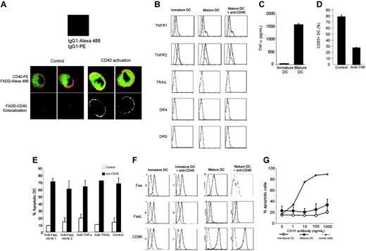 Figure 4. Expression of death domain-associated receptors on DCs and ligand neutralization. (A) LPS-matured DCs were activated for 15 minutes with anti-CD40 (B-B20) or isotype control and stained for cell surface CD40 and for intracellular FADD (green), as described in “Materials and methods.” Cells were then analyzed by confocal microscopy. Colocalization is shown in the bottom panels. (B) Immature and LPS-matured DCs activated with anti-CD40 (B-B20) or isotype control for 2 hours were stained with anti-TNF-R1, anti-TNF-R2, anti-TRAIL, anti-DR4, and anti-DR5 (solid line) or with isotype control (dashed line). (C) TNF-α production by immature and LPS-matured DCs was measured by ELISA. Results are means ± SEM of 3 independent experiments. (D) To verify that anti-TNF-α was functional, immature DCs were treated for 30 minutes with 10 μg/mL neutralizing anti-TNF-α or control, then incubated for 24 hours with 50 ng/mL TNF-α. DCs were then stained for CD83 expression. Results are means ± SEM of 3 independent experiments. (E) Neutralization assays. DCs were preincubated for 2 hours with the indicated neutralizing antibodies or isotype control, then activated with anti-CD40 (BB-20) or an isotype control for 6 hours before analyzing apoptosis. Results are means ± SEM of 3 independent experiments. (F) Immature and LPS-matured DCs activated with anti-CD40 (B-B20) or isotype control for 2 hours were stained with anti-Fas, anti-Fas ligand, and anti-CD86 (control) (solid line) or with isotype control (dashed line). Results are representative of 3 independent experiments. (G) Immature or LPS-matured DCs were activated with increasing concentrations of anti-Fas antibody (CH11) and stained with annexin V-FITC and 7-AAD. Results are means ± SEM of 3 independent experiments. Jurkat cells were used as a positive control.