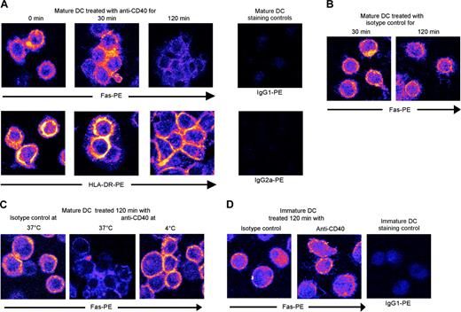 Figure 5. Fas internalization in mature DCs treated with anti-CD40. (A) LPS-matured DCs activated for various times with anti-CD40 (B-B20) were stained for cell-surface Fas or HLA-DR expression before confocal microscopy. Images were pseudocolored after acquisition. Blue indicates negative staining and yellow strong staining. HLA-DR was used as a cell-surface control molecule. (B) LPS-matured DCs activated with anti-CD40 isotype control were stained for Fas, as described. (C) To control Fas internalization, LPS-matured DCs were activated for 2 hours with anti-CD40 at 4°C to block endocytosis. (D) Immature DCs were activated with anti-CD40 and processed as described.