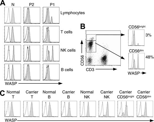 Figure 2. Flow-cytometric analysis. Cells in whole blood were stained for surface antigens, fixed, and permeabilized and then stained with PE-labeled WASP (shaded curves) or isotype control (open curves) mAbs. (A) Shown are total lymphocytes, T lymphocytes (CD3+), B lymphocytes (CD19+), and NK cells (CD3-CD56+) of a genetically normal person (N), the revertant patient (P1), and his brother (P2). (B) Dot plot of patient (P1) NK cells stained with CD3 and CD56 and histograms showing WASP staining of CD56bright and CD56dim subpopulations. (C) Analysis of T lymphocytes, B lymphocytes, NK cells, and NK subsets of an (age-matched) genetically normal female and a female WAS carrier (large deletion of WASP gene). Note the presence among cells of the female carrier of approximately 88% WASP+ CD56dim cells but only 78% WASP+ CD56bright cells. Similar findings were obtained for a second carrier female (intron 6 + 5 g→a), 90% WASP+CD56dim NK cells, 78% WASP+ CD56bright cells.
