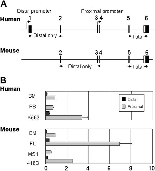 Figure 2. LMO2 expression is predominantly driven by the proximal promoter in hematopoietic cells. (A) Pictorial representation of the human and mouse LMO2 loci, where the coding exons are represented by black boxes and the untranslated regions by white boxes. The 2 alternative promoter regions, transcribing the long (exon 1-6) and short (exons 4 to 6) mRNA variants are indicated by arrows above the exons. The positions of the oligonucleotides used to quantify the transcript isoforms are indicated underneath the loci by short arrows. (B) Expression analysis of the 2 transcript forms by real-time PCR. Total cDNAs were subjected to real-time PCR using primers that amplified either all LMO2 transcripts or only those with the distal noncoding exons. For both human and mouse, the total level of LMO2 in bone marrow, normalized by the level of actin, was assigned a value of 1. The relative abundance of the transcript variants, normalized by the level of actin in those tissues and cell lines, is depicted by ▪ (distal) and ▦ (proximal) plus or minus standard deviation (SD). BM indicates bone marrow; PB, peripheral blood; FL, fetal liver.