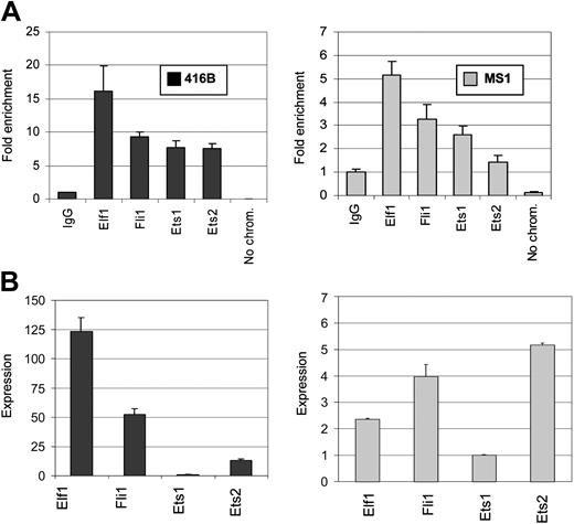 Figure 5. Elf1, Fli1, and Ets1 bind the conserved noncoding region. (A) Chromatin immunoprecipitation experiments were performed with anti-Elf1, -Fli1, -Ets1, and -Ets2 as well as control IgG antibodies. The DNA content of the immunoprecipitates was analyzed by real-time PCR for the presence of the conserved noncoding sequence in the proximal promoter region. The values plotted represent the level of enrichment with each antibody when compared with the levels obtained with the control IgG, plus or minus SD. (B) Real-time expression analysis of Elf1, Fli1, Ets1, and Ets2 transcripts in 416B and MS1 cell lines. The levels of expression of the different Ets factors are shown relative to Ets1, which was given an arbitrary value of 1 (note that Ets1 was expressed at significant levels in both cell lines) Error bars indicate standard deviation.