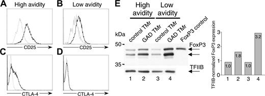 Figure 5. Phenotype of GAD TMr-treated anergic T cells. (A-D) Ann-V- high- and low-avidity T cells were sorted after TMr treatment and analyzed for CD25 and CTLA-4 expression by flow cytometry. Profiles of control and GAD TMr-treated T cells are shown in gray and black, respectively. (E) Western blot of FoxP3 expression in high- and low-avidity T cells. The membrane was probed with an anti-FoxP3 antiserum (top) and subsequently with an anti-TFIIB Ab (bottom) to verify equal loading of lanes. The band obtained from FoxP3-transfected 293T cells is shown as control in the last lane. Bar graph shows densitometric analysis of FoxP3 bands normalized to TFIIB bands detected in each lane.
