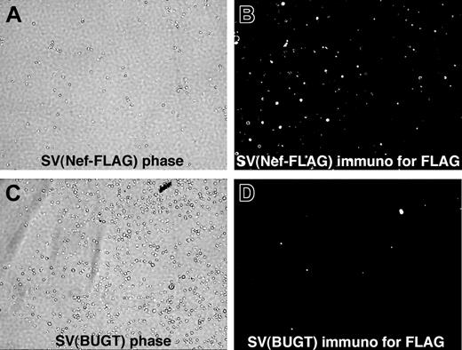 Figure 1. FLAG expression was detected in mouse BM lineage-negative (Lin–) cells transduced with SV(Nef-FLAG) in vitro. Mouse Lin– BM cells were prepared and transduced in the absence of cytokines, with SV(Nef-FLAG) (A-B) or SV(BUGT) (negative control; C-D) as described in “Materials and methods.” They were cultured for 7 or 42 days, then subjected to intracellular immunostaining to detect FLAG expression. Results are shown here for the 7-day time point. Immunofluorescence photomicrographs (original magnification, × 200) are shown next to phase contrast photomicrographs of the same fields. Sporadic background autofluorescence is seen in the control cultures (D). Results for the 6-week assay point were comparable (data not shown).