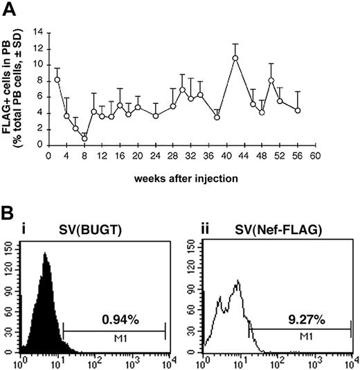 Figure 4. FLAG expression is detected for more than 13 months in the peripheral blood (PB) of SV(Nef-FLAG) recipients. Rats were injected intrafemorally with SV(Nef-FLAG) or SV(BUGT), as a control, at doses of 2 × 1011 IU/rat. PB obtained at 2- to 4-week intervals after injection was treated with NH4Cl to lyse red blood cells, then stained with anti-FLAG antibody. FLAG expression was detected by flow cytometry, and data were analyzed as described in “Materials and methods.” (A) Time course of FLAG expression in PB leukocytes of all rats injected with SV(Nef-FLAG). Background positivity (ie, that seen in control rats' blood) was subtracted. (B) FACS histogram analyses for FLAG expression level in PB leukocytes from representative control and test rats 2 weeks after injection: (i), control rat; (ii), SV(Nef-FLAG) recipient rat no. 1.