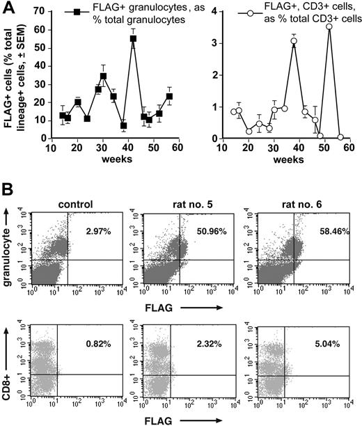 Figure 5. FLAG expression is detected by FACS in both PB granulocytes and lymphocytes of rats receiving SV(Nef-FLAG). Blood from all rats that were injected as in Figure 4 legend was double-immunostained (after erythrocyte lysis) for FLAG and mature leukocyte lineage markers. FLAG and lineage marker expression among the several hematopoietic subpopulations was tested by flow cytometry beginning at 14 weeks after injection. Data were analyzed using Cell Quest software. (A) Time course of FLAG expression in PB granulocytes and CD3+ lymphocytes of rats injected with SV(Nef-FLAG). Background immunostaining for FLAG in control vector recipients was subtracted. (B) Representative FACS scattergrams for FLAG and lineage marker expression, shown here at 32 weeks after injection for PB granulocytes (top panels) and CD8+ T lymphocytes (bottom panels). Percentages shown are FLAG+ and lineage+ cells as a percentage of total lineage+ cells for that lineage.