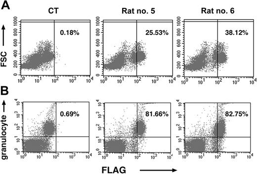 Figure 6. Long-term FLAG expression is seen in BM (BM) cells of rats injected with SV(Nef-FLAG). Rats given SV(Nef-FLAG) or SV(BUGT), as a control, intrafemorally, at 2 × 1011 IU/rat. They were killed at the end of the 16.5-month follow-up period. BM cells obtained by flushing both femurs were treated to lyse red blood cells, after which the nucleated cells were immunostained for either FLAG or FLAG + granulocyte markers. Transgene expression was detected by FACS and analyzed as described in “Materials and methods.” (A) Representative dot plots for FLAG expression in BM cells, here from rats no. 5 and no. 6, as well as a contemporaneous control rat (CT). FSC = forward scatter. The proportions of FLAG+ cells as a percentage of total nucleated cells are shown. (B) Representative FACS dot plots for FLAG expression in BM granulocytes in the same rats. Percentages of FLAG+ granulocytes shown are relative to total granulocyte+ cells.