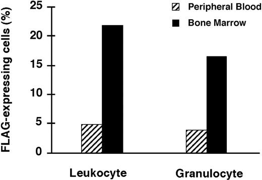 Figure 7. FACS analyses for FLAG expression in BM and PB of rat no. 14. Rats were injected intrafemorally with SV(Nef-FLAG), or SV(BUGT) as a control, as in Figure 4 legend. PB and BM cells were obtained 22 weeks later and immunostained for FLAG or FLAG+ granulocytes as in Figure 5 legend. Shown are the comparative percentages of total cells positive for FLAG in the unfractionated population and in the granulocyte population, with background values (from SV(BUGT) recipients) subtracted.