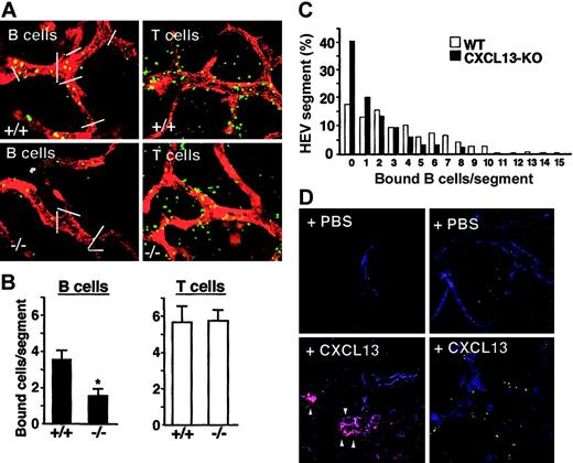 Figure 1. B-cell adhesion to MLN HEVs is impaired in CXCL13-deficient mice and is restored by CXCL13 expression. (A) Whole-mount microscopy of MLNs from CXCL13–/– and WT mice. GFP-transgenic B or T cells (green) were injected intravenously into WT and CXCL13–/– mice. Subsequently, Alexa Fluor 594–conjugated MECA89 mAb (red) was injected to label the HEVs in situ. Images were obtained using a Zeiss LSM510 META microscope (Carl Zeiss, Jena, Germany) with a 20×/0.5 numeric aperture (NA) objective. Zeiss Plan NeoFluar. (B) B- and T-cell adhesion to CXCL13–/– and WT MLN HEV segments. HEVs were divided into segments as shown in panel A, and the number of cells bound to each segment was determined. In each experiment, 80 HEV segments/mouse were examined. Data represent the mean ± SD of the number of bound cells per HEV segment in 3 mice. Note that the B-cell adhesion to CXCL13–/– MLN HEVs was about 40% of that seen to WT MLN HEVs (*P < .01). (C) The frequency distribution of adherent B cells per HEV segment. (D) Restoring CXCL13 to the MLN HEVs of CXCL13–/– mice restored B-cell adhesion. After superfusion of MLNs with PBS or CXCL13, GFP-transgenic B cells and Alexa Fluor 647–conjugated MECA89 mAbs (blue) were injected and analyzed as in panel A (right panels). Frozen sections of the MLNs of these mice were stained with an anti-CXCL13 antibody (red; left panels, arrowheads). Images were obtained using a Bio-Rad Radience 2100 microscope (Bio-Rad, Hercules, CA) with a Nikon Plan Fluor 20×/0.45 NA objective.