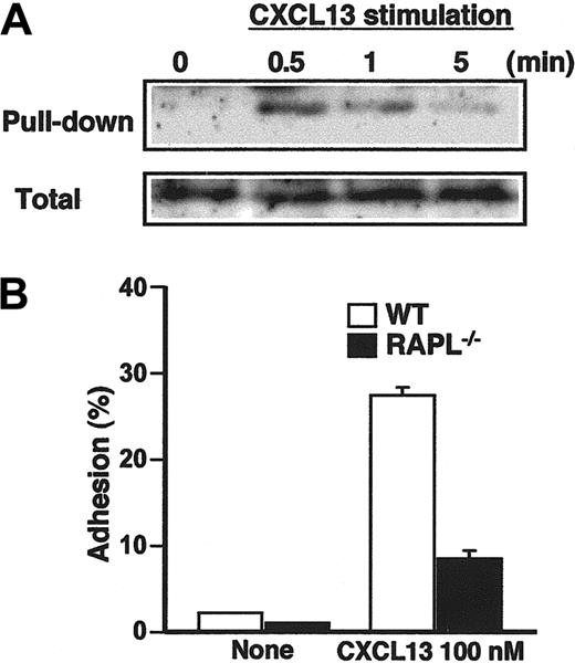 Figure 6. CXCL13 activates signal transduction pathways involving Rap1 and RAPL. (A) Activation of Rap1 in CXCL13-stimulated B cells. B cells were stimulated with CXCL13 (30 nM) for the indicated times and subjected to a pull-down assay with Ral GDS-RBD. The amounts of GTP-Rap1 (top) and total Rap1 protein (bottom) were examined by Western blotting with an anti-Rap1 antibody. (B) Shear-resistant adhesion of wild-type (WT) and RAPL-deficient B cells to ICAM-1. Cells were stimulated with CXCL13 (100 nM) and allowed to bind ICAM-1. Shear-resistant B-cell adhesion (2 dyne/cm2) was examined by parallel flow chamber assay.