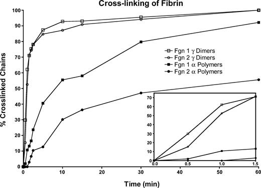 Figure 5. Rate of γ-dimer and α-polymer formation in fibrin 1 versus fibrin 2. Reaction was initiated by adding thrombin (0.5 U/mL, final) to factor XIII-containing (100 Loewy U/mL) fibrinogen 1 or fibrinogen 2 in TBS containing 5 mM CaCl2. Fibrin 1 γ-dimer (□); fibrin 2 γ-dimer (○); fibrin 1 α-polymer (▪); fibrin 2 α-polymer (○). Inset shows the first 1.5 minutes of cross-linking.