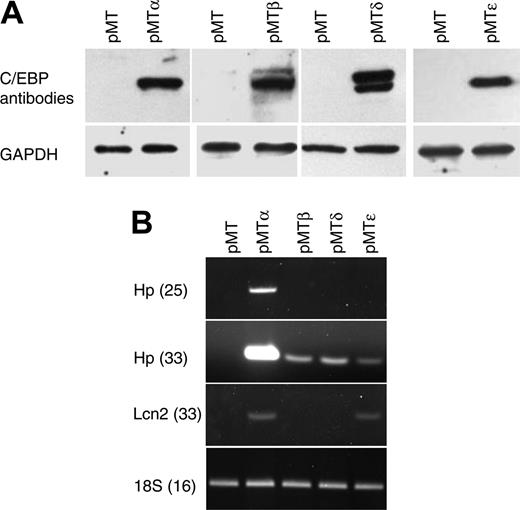 Figure 1. Characterization of NIH 3T3 cells carrying zinc-inducible CEBPA, CEBPB, CEBPD, or CEBPE genes. (A) NIH 3T3 cell lines stably transfected with zinc-inducible cDNA coding for C/EBP proteins (pMTα, pMTβ, pMTδ, and pMTϵ) and cells transfected with empty vector (pMT) were treated with zinc for 16 hours. Protein lysates were analyzed by Western blot with C/EBPα-, C/EBPβ-, C/EBPδ-, or C/EBPϵ-specific antibodies. The blots were stripped and rehybridized with a GAPDH antibody as control for equal loading. (B) Semiquantitative RT-PCR was performed on RNAfrom the NIH 3T3 cell lines incubated with zinc for 16 hours. PCR products of haptoglobin (Hp, 25 and 33 cycles) and lipocalin (Lcn2, 33 cycles) were gel separated and stained with ethidium bromide. PCR for 18S was carried out as an internal control.
