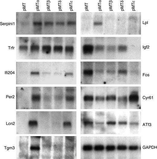 Figure 2. Verification of the microarray data by Northern blot analysis. Total RNA was harvested from pMT, pMTα, pMTβ, pMTδ, and pMTϵ NIH 3T3 cell lines cultured in the presence of zinc-supplemented media for 16 hours. Northern blots were performed with specific probes for selected genes as indicated.