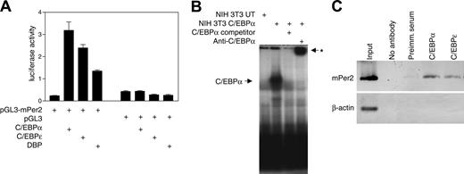 Figure 3. C/EBPα and C/EBPϵ directly regulate the Per2 promoter. (A) Reporter assays were performed with NIH 3T3 cells cotransfected with murine Per2 reporter vector (pGL3-Per2) and either C/EBPα, C/EBPϵ, or DBP expression vectors. Control transfections indicated that the expression vectors had little to no effect on the pGL3 empty reporter vector. All transfections included the pRL-TK vector that served as an internal control for transfection efficiency. Results represent the mean ± SD of triplicate transfections. (B) EMSA was done using 10 μg nuclear extract proteins from NIH 3T3 cells either untransfected (UT) or transfected with a C/EBPα expression vector. Extracts were incubated with 32P-labeled oligonucleotides containing the C/EBP site from the Per2 promoter. Unlabeled competitor oligonucleotides (× 100) or C/EBPα antibody was added as indicated. The asterisk indicates the position of the supershifted band. (C) Chromatin immunoprecipitation was performed from murine bone marrow cells using either C/EBPα or C/EBPϵ antibodies, preimmune serum, or no antibody. The samples were analyzed by PCR using primers specific for the C/EBP site in the murine Per2 promoter. Primers for the murine β-actin 5′ untranslated region were used as negative control. The input chromatin was included as a positive control. Images are inverted.